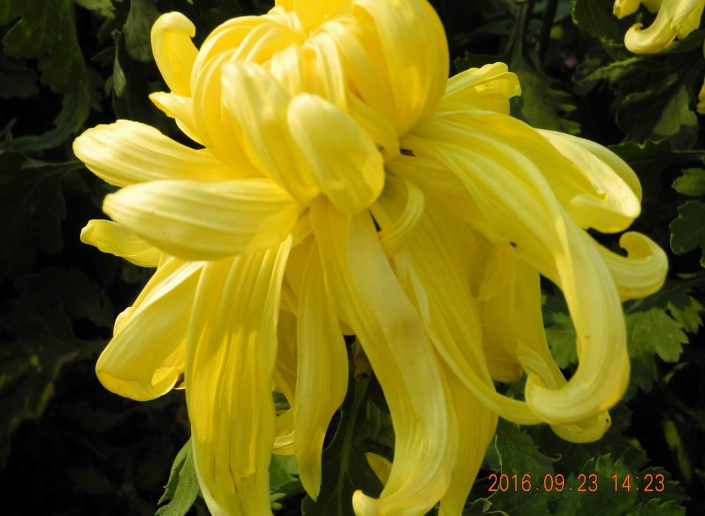 DSCN5288.JPG