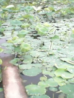 IMG0382A.jpg