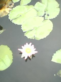 IMG0384A.jpg