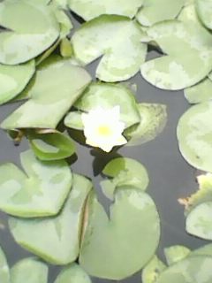 IMG0387A.jpg