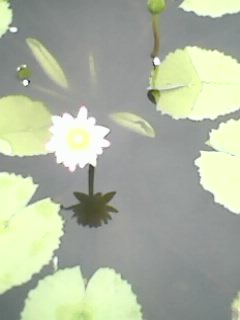 IMG0386A.jpg
