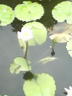 IMG0385A.jpg