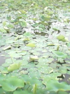 IMG0383A.jpg
