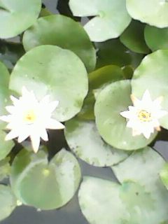IMG0389A.jpg
