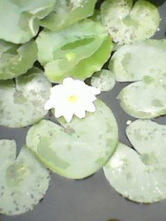 IMG0388A.jpg