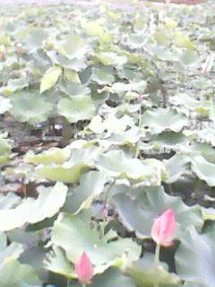 IMG0031A.jpg