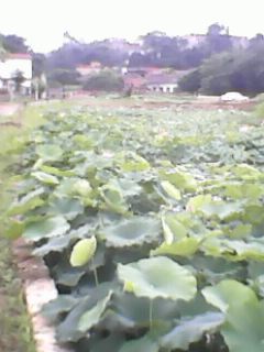 IMG0032A.jpg