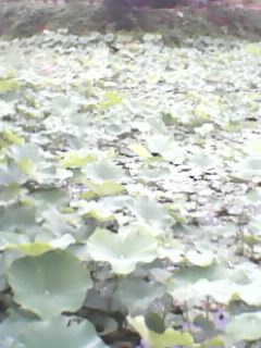 IMG0030A.jpg