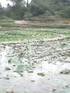 IMG0034A.jpg