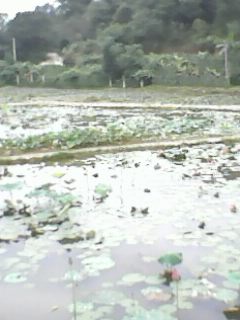 IMG0036A.jpg