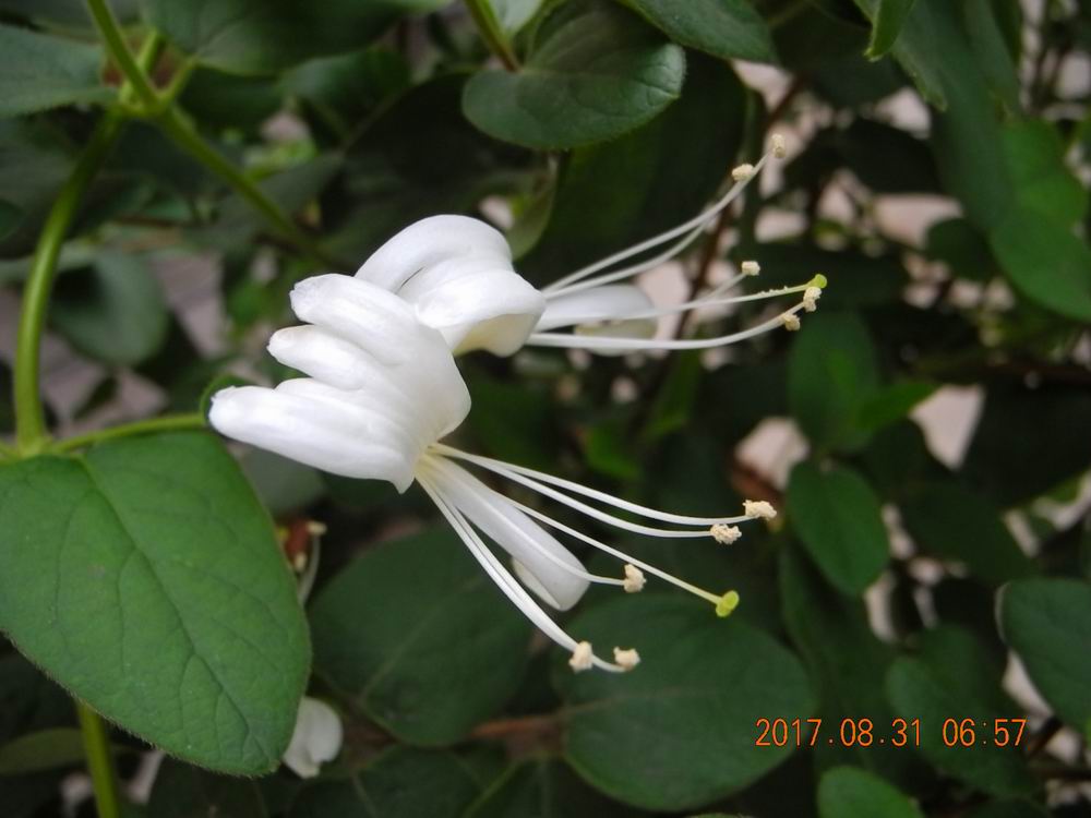 DSCN7470.JPG