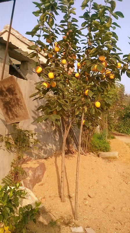 WP_20171021_001_.jpg