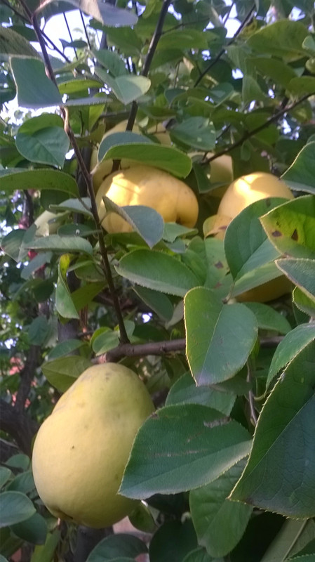 WP_20171026_002_.jpg