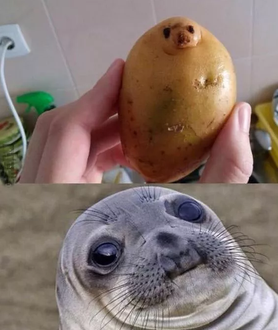 土豆海狮.png
