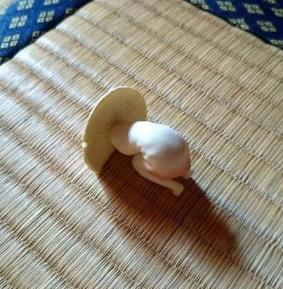 肚子痛的蘑菇.png