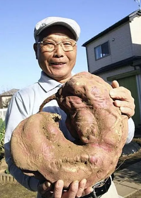 地瓜河马，这个地瓜够全家人吃几天啊？.png