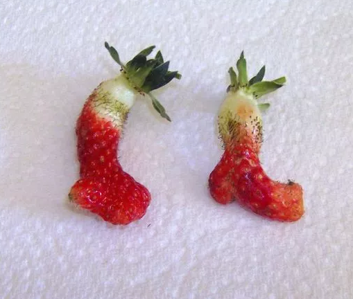 草莓靴子，还刚好是一双.png