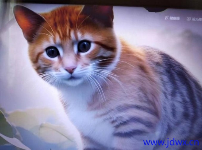 猫.jpg
