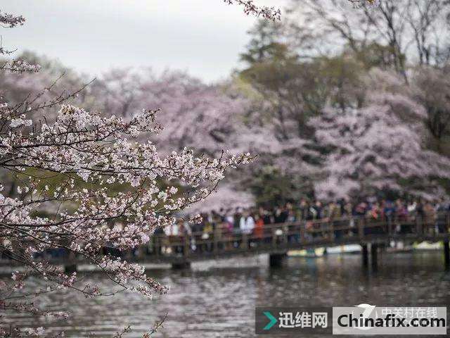 野外拍花常见的摄影构图技巧有哪些？
