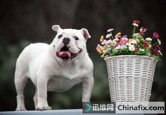 宠物拍摄技巧有哪些？