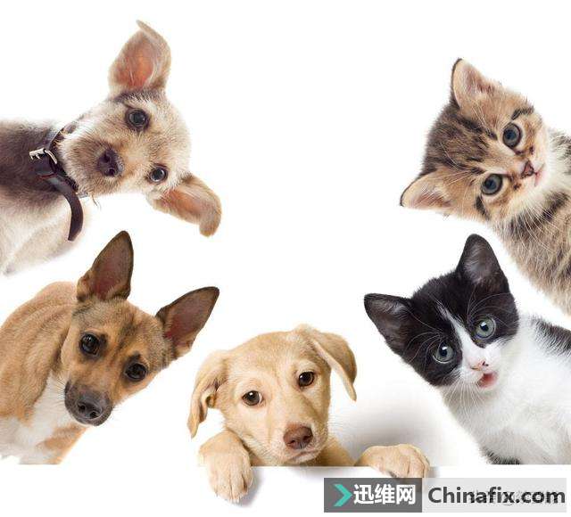 猫咪和狗狗走丢了怎么找回来？传统GPS定位器并不靠谱！