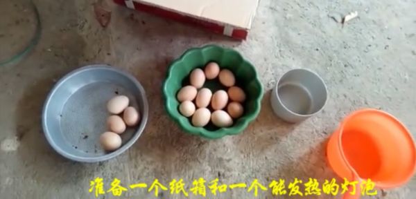 要怎么孵鸟蛋(如何在家孵鸟蛋)