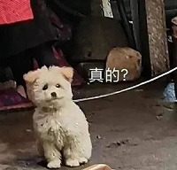 这么神？碾压iPhone 14 Pro?！小米13今日开售,到底值不值得买