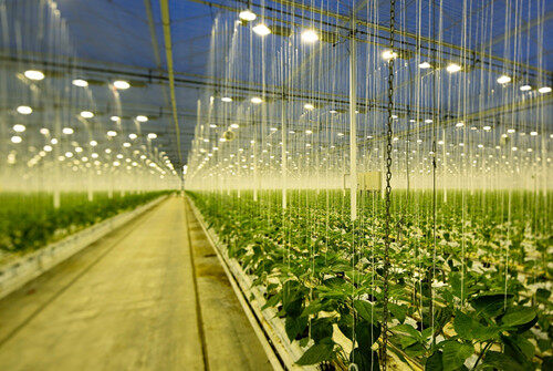艾迈斯欧司朗植物照明LED Oslon Square Batwing在2022LightFair斩获两项大奖