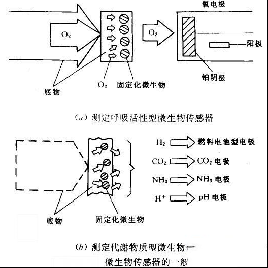 微生物传感器的工作原理图解